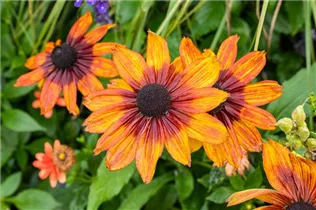  - Rudbeckia hirta 'Chocolate Orange'