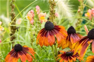  - Rudbeckia hirta 'Chocolate Orange'