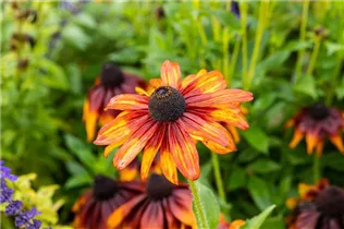 - Rudbeckia hirta 'Chocolate Orange'
