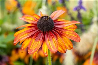  - Rudbeckia hirta 'Chocolate Orange'