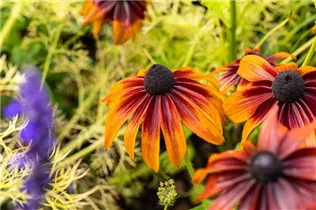  - Rudbeckia hirta 'Chocolate Orange'