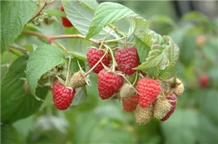  - Rubus idaeus 'Polka'®