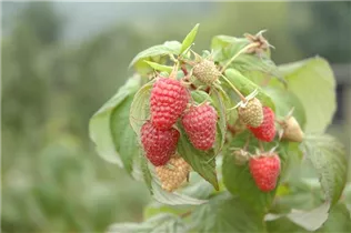  - Rubus idaeus 'Polka'®