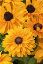  - Rudbeckia hirta 'Goldilocks'