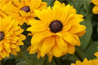  - Rudbeckia hirta 'Goldilocks'
