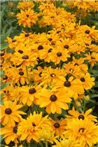  - Rudbeckia hirta 'Goldilocks'