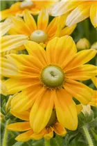  - Rudbeckia hirta 'Prairie Sun'