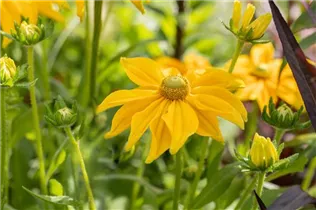  - Rudbeckia hirta 'Prairie Sun'