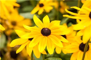  - Rudbeckia hirta 'Sunbeckia'