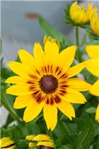  - Rudbeckia hirta 'Sunbeckia'