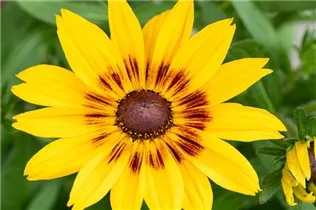  - Rudbeckia hirta 'Sunbeckia'