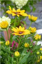  - Rudbeckia hirta 'Sunbeckia'