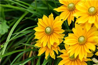  - Rudbeckia hirta 'Sunbeckia'