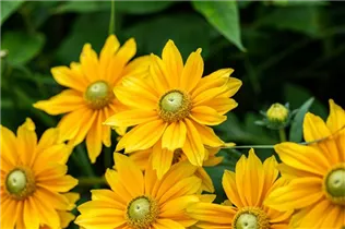  - Rudbeckia hirta 'Sunbeckia'