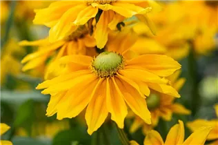  - Rudbeckia hirta 'Sunbeckia'