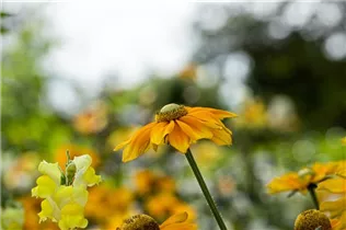  - Rudbeckia hirta 'Sunbeckia'