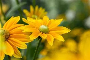  - Rudbeckia hirta 'Sunbeckia'