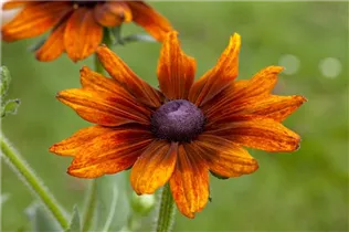 - Rudbeckia 'Summerina'  - Rudbeckia 'Summerina'