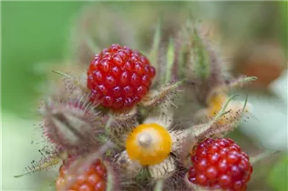  - Rubus phoenicolasius