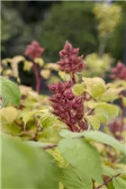  - Rubus phoenicolasius