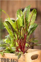  - Rumex sanguineus