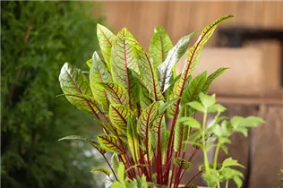  - Rumex sanguineus