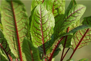  - Rumex sanguineus