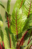  - Rumex sanguineus