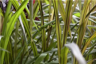 - Saccharum officinarum  - Saccharum officinarum