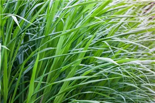 - Saccharum officinarum  - Saccharum officinarum