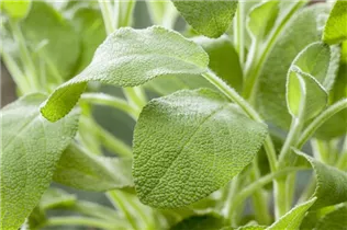  - Salvia officinalis 'Elephant Ear'