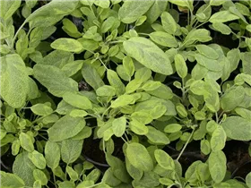  - Salvia officinalis 'Icterina'