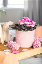  - Saintpaulia ionantha