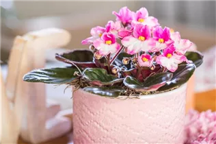  - Saintpaulia ionantha