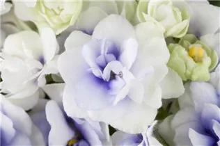  - Saintpaulia ionantha 'Ballerina'