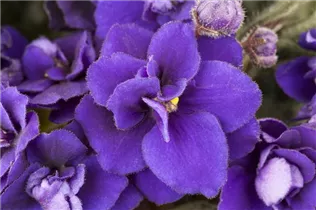  - Saintpaulia ionantha 'Ballerina'