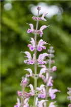  - Salvia pratensis 'Eveline'