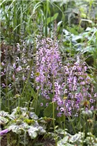  - Salvia pratensis 'Rose Rhapsody'
