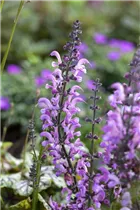  - Salvia pratensis 'Rose Rhapsody'