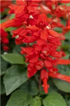  - Salvia splendens 'Feuerzauber'