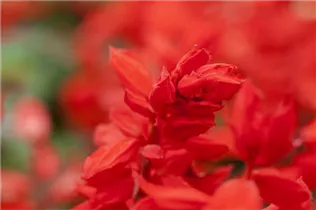  - Salvia splendens 'Feuerzauber'