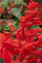  - Salvia splendens 'Feuerzauber'
