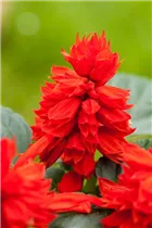 - Salvia splendens 'Johannisfeuer'  - Salvia splendens 'Johannisfeuer'