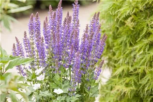  - Salvia superba 'April Night'