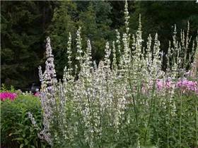  - Salvia superba 'April Night'