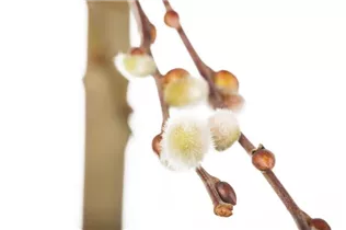 - Salix caprea 'Curly Locks'  - Salix caprea 'Curly Locks'