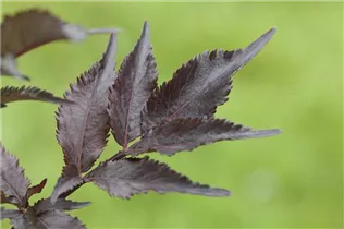  - Sambucus nigra 'Black Beauty'®