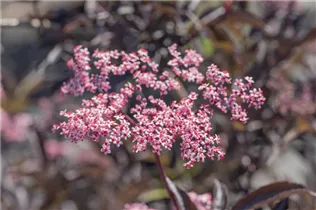 - Sambucus nigra 'Black Beauty'®