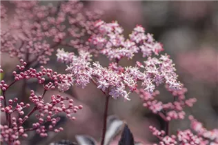  - Sambucus nigra 'Black Beauty'®
