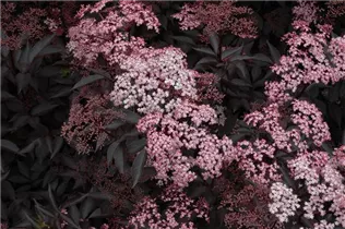  - Sambucus nigra 'Black Beauty'®